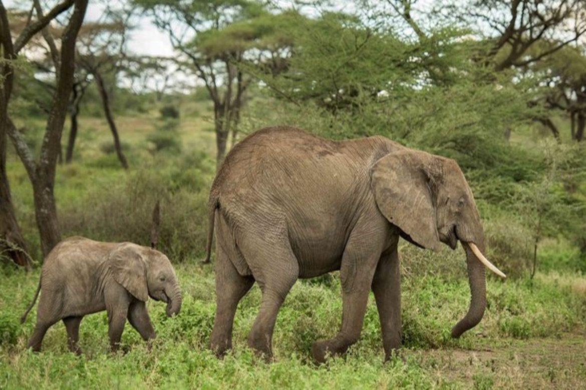 Jamnagar zoo to receive 13 elephants from Gadchiroli - The Live Ahmedabad