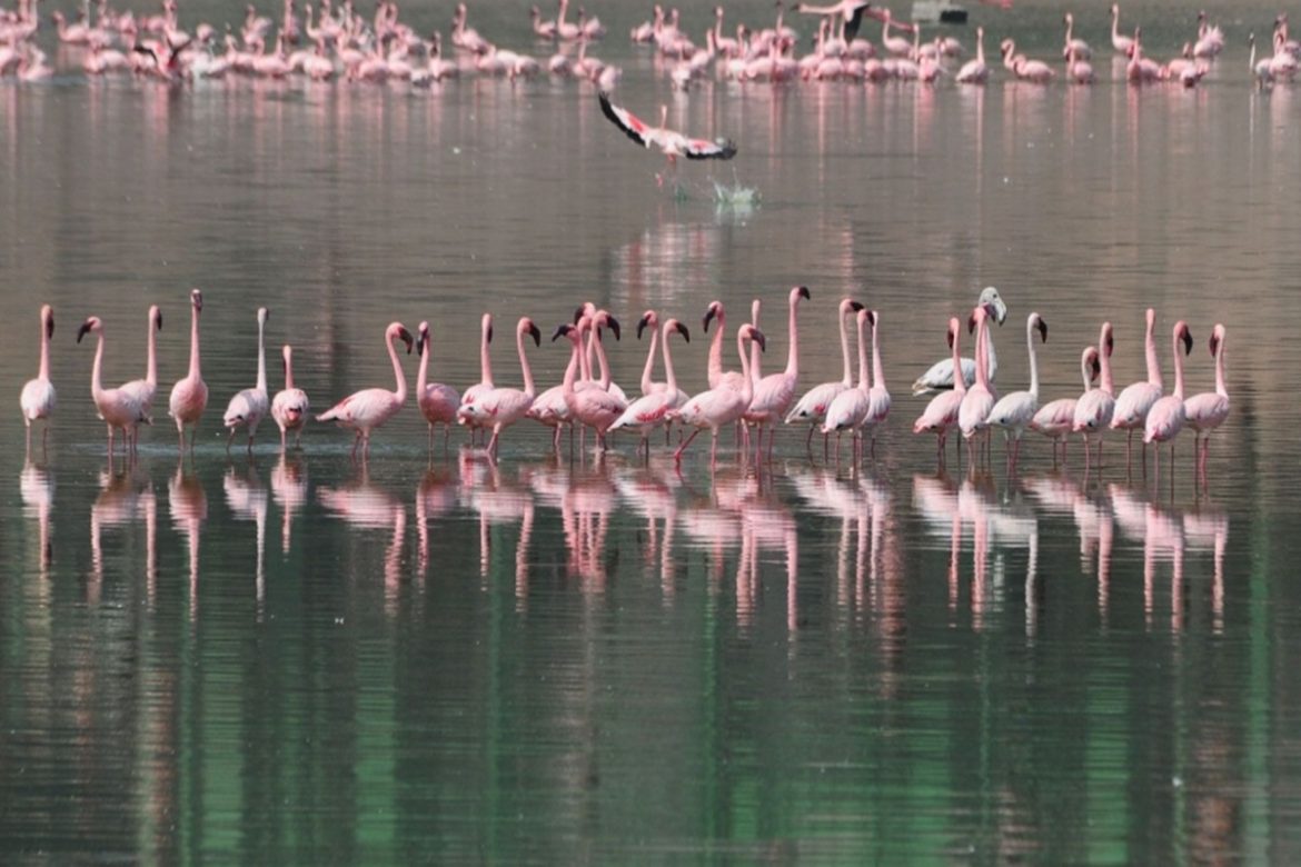 Gujarat’s Khijadiya, UP’s Bakhira wildlife sanctuary are India’s two new Ramsar sites
