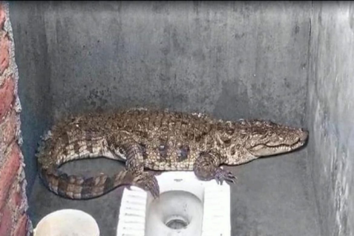 6-foot-long crocodile in a bathroom in Anand, Gujarat
