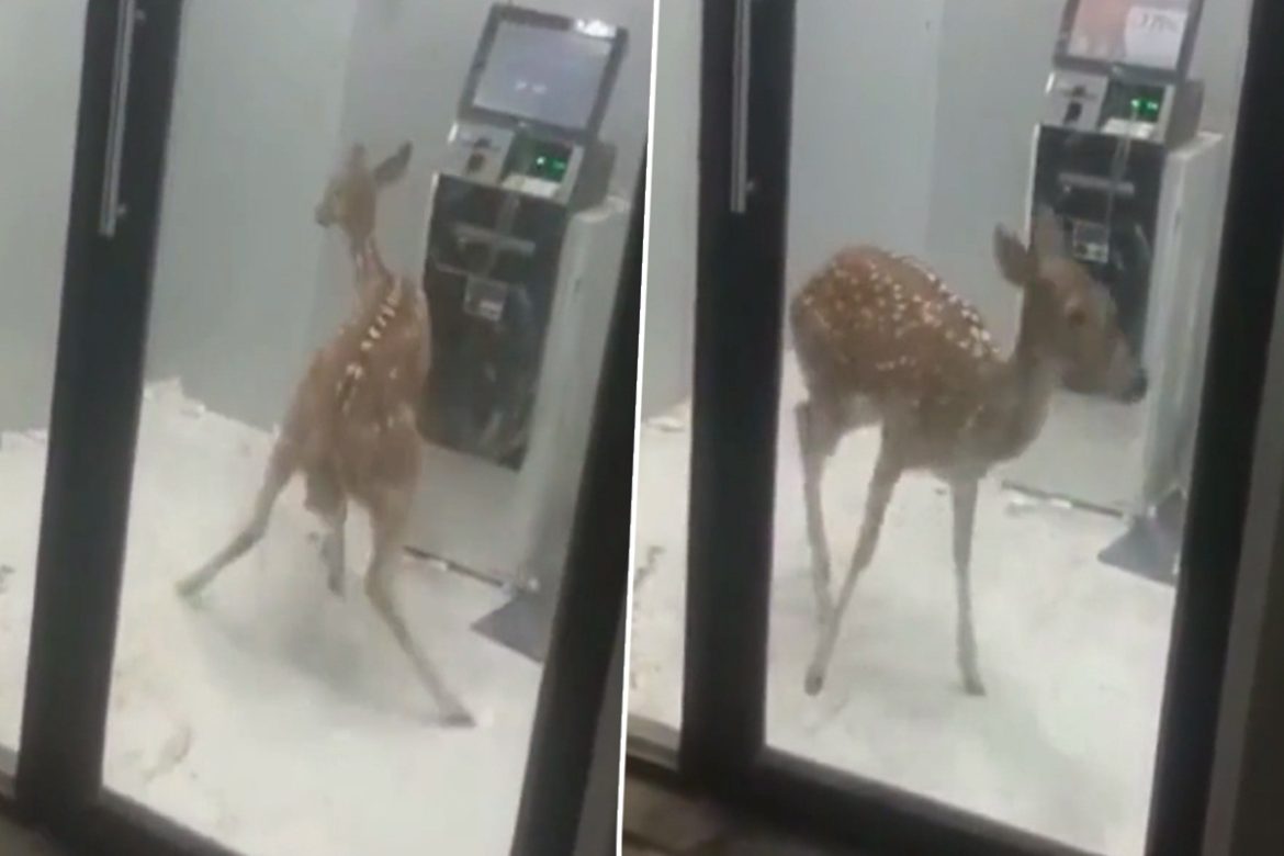 Deer gets trapped in ATM to escape pack of dogs in Gujarat, Rescued by Forest Officials