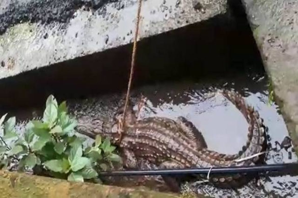 Crocodile rescued from the site of a bullet train in Vadodara
