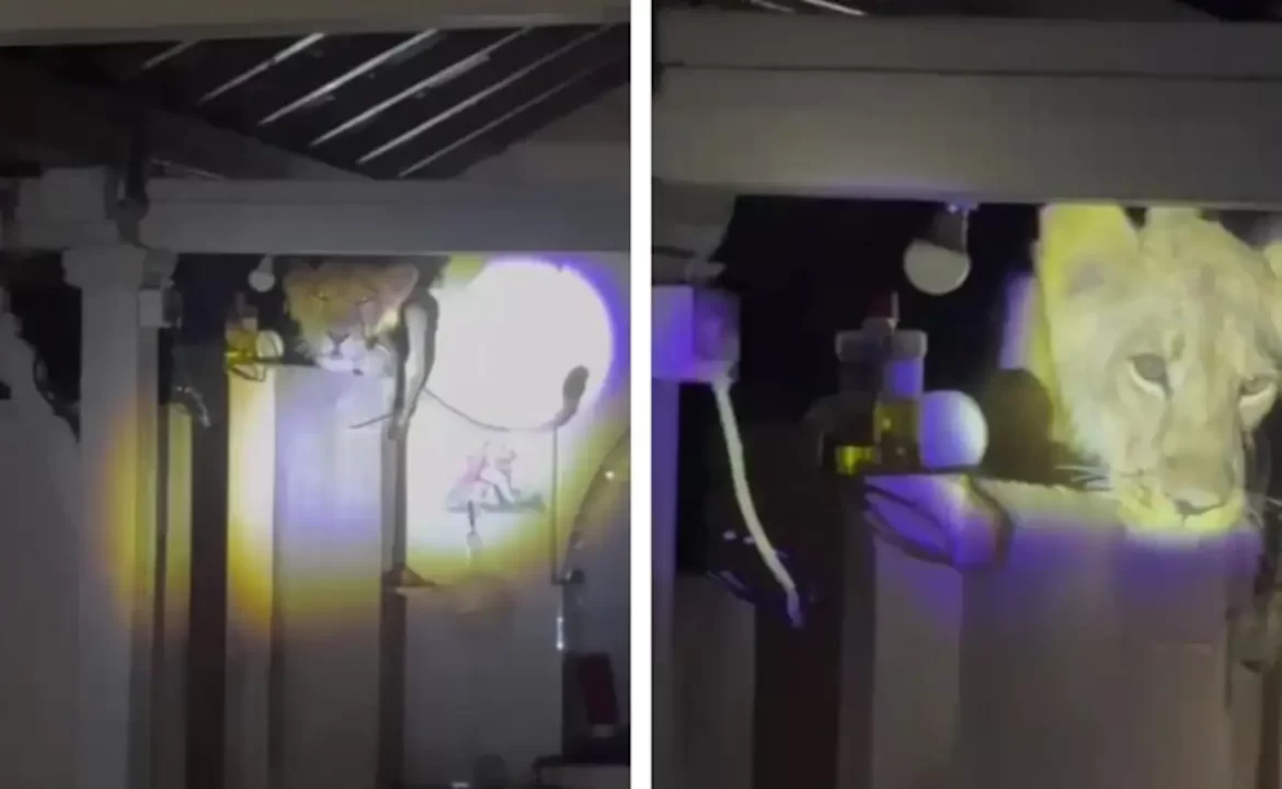 Lion Found Sitting in Kitchen, Shocks Gujarat Family