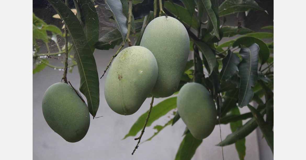 Rain to Bring Relief from Heat in Gujarat, But Mango Crop May Be Affected