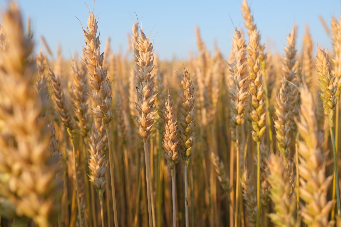 Gujarat to buy wheat at MSP; farmer registration starts Feb 1
