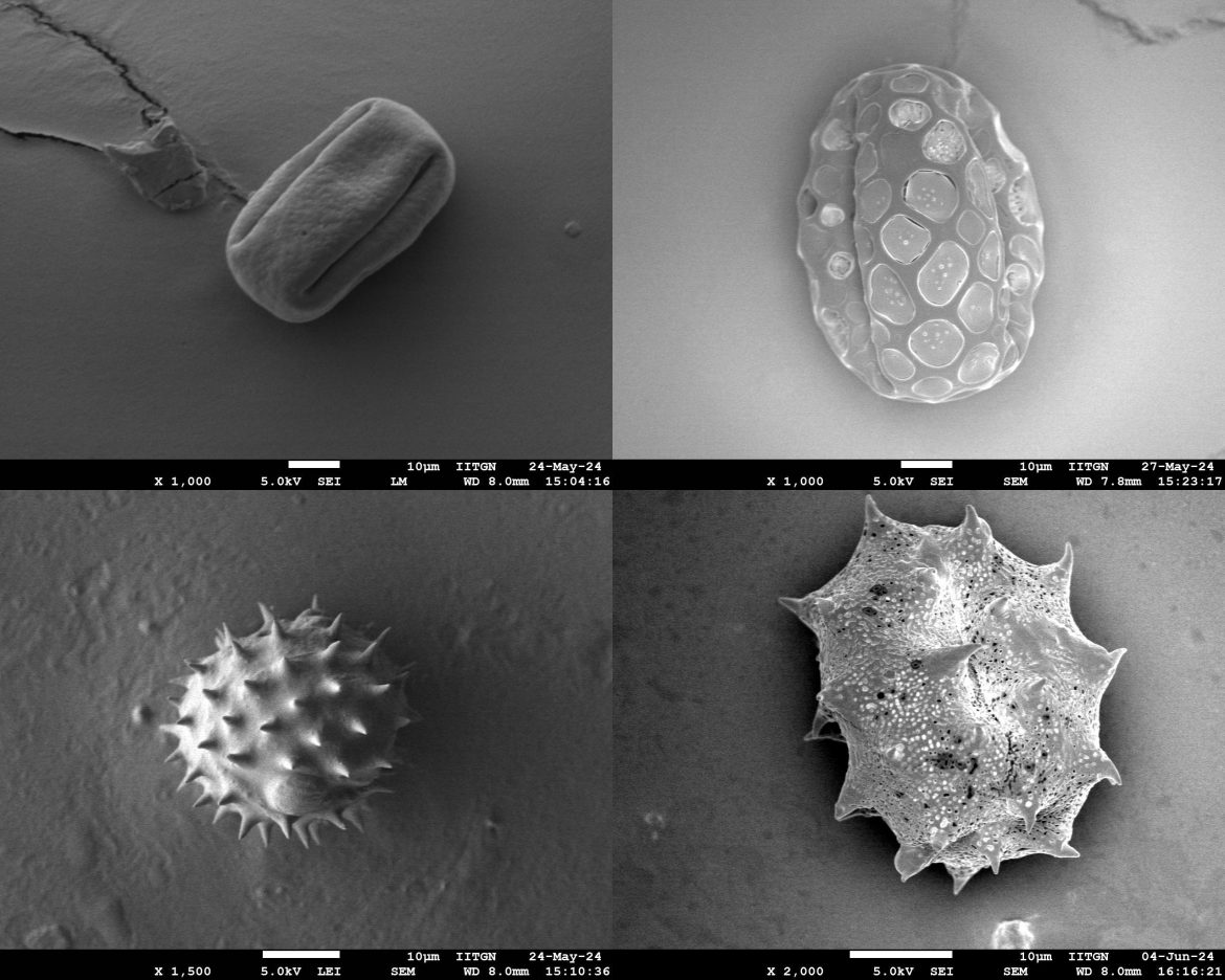 IIT Gandhinagar Researchers Develop an AI-based Framework for Automated Classification of Pollen Grain Images, with Applications in Agriculture, Medicine, and Biodiversity Monitoring