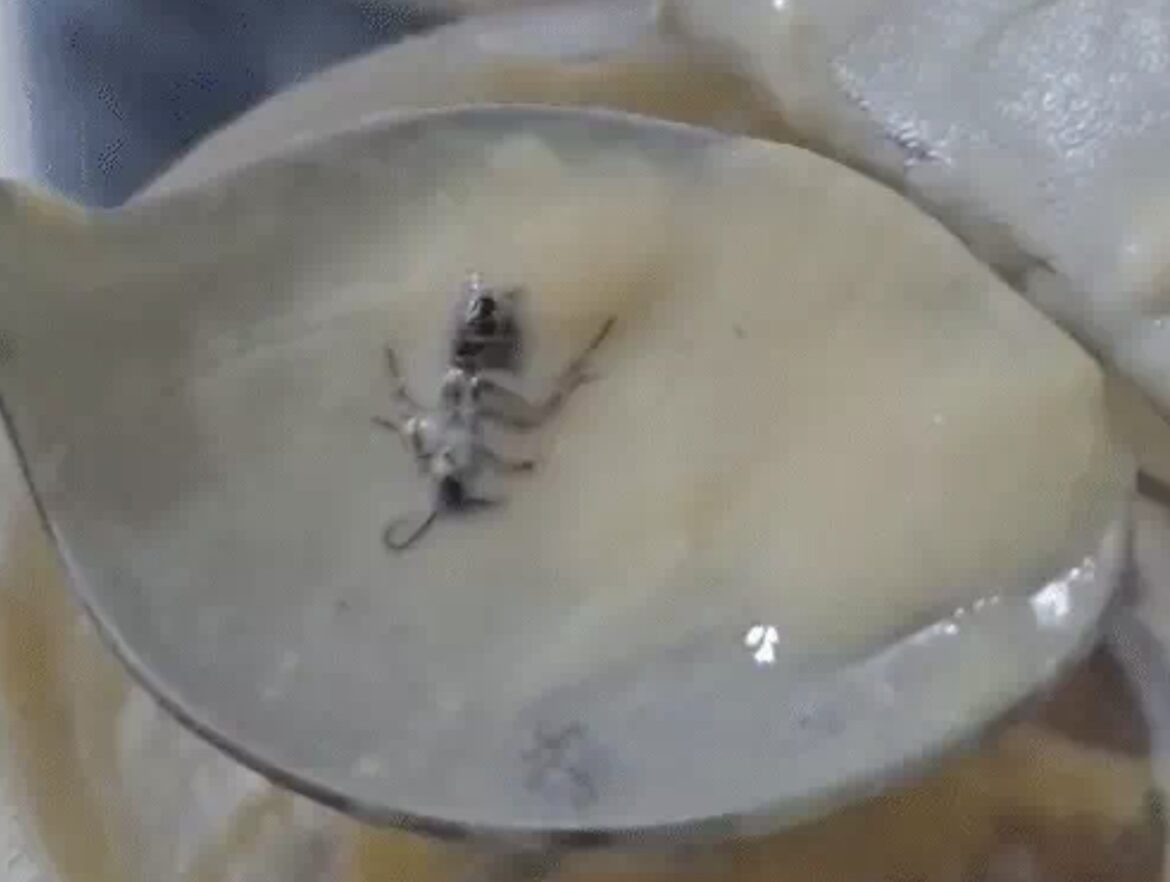 AMC Fines Chhaswala Outlet ₹25,000 After Insect Found in Milkshake