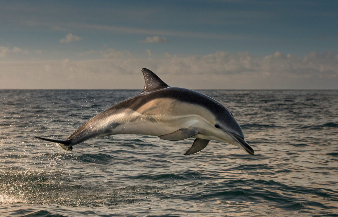 Gujarat Records Over 680 Dolphins Along Its Coastline, 2025 Census Shows