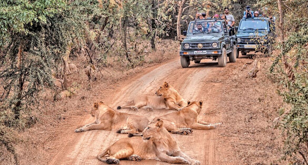 Gir safari fees may more than double from upcoming season